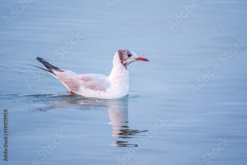 One Seagull, The European herring gull, swims on the calm lake shore in sunset