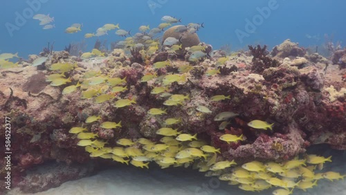 cardumen de peces roncos amarillos (haemulon flavolineatum) en el arrecife de coral del caribe photo