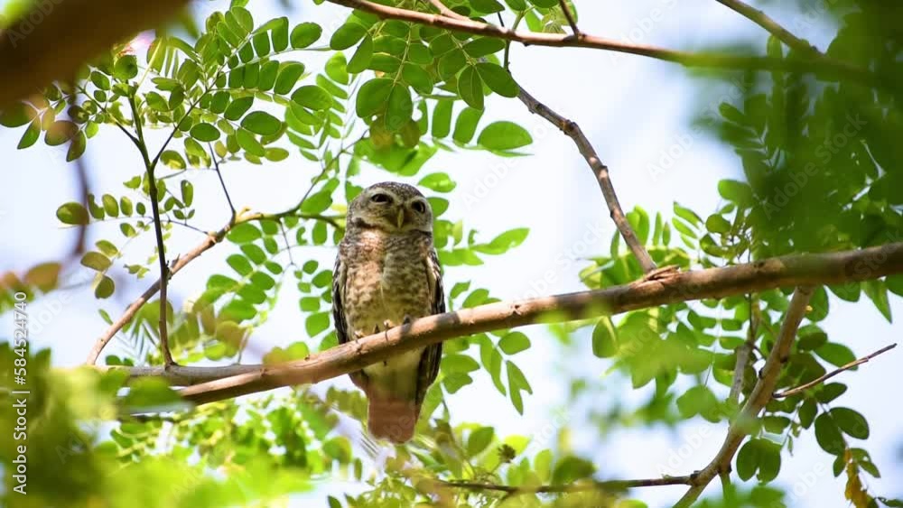 A beautiful Spotted Owl on branch with green leaves in the forest of thailand, Animal behavior. A beautiful Spotted Owl on branch with green leaves in the forest of thailand, Animal behavior.