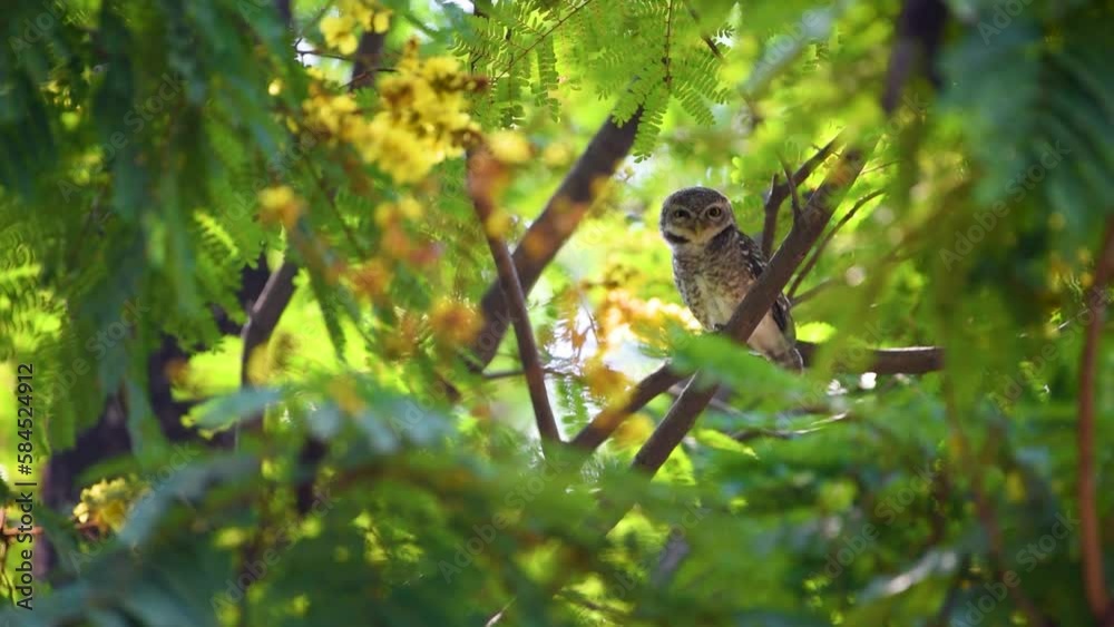 Owl sitting on tree and turn around in Different Directions. Owl sitting on tree and turn around in Different Directions.