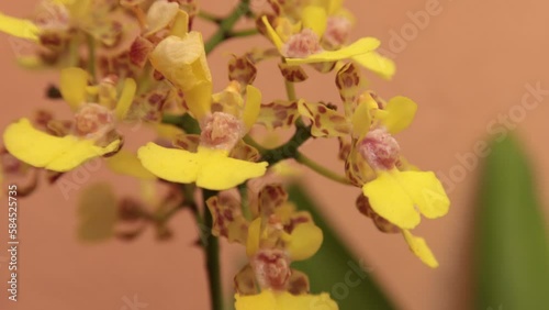 orquidea color amarilla (cohniella yucatanensis) endemica de la peninsula de yucatan photo