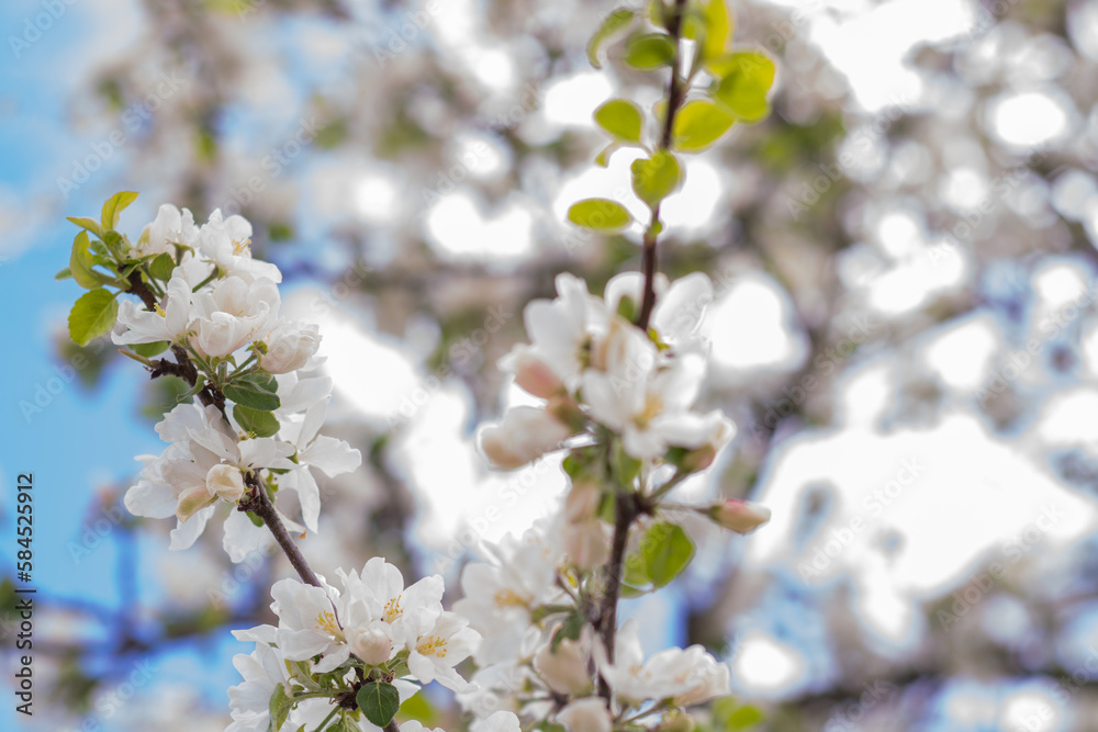 Garden, In the spring, an apple tree bloomed in the garden with white lush flowers. Apple blossom.