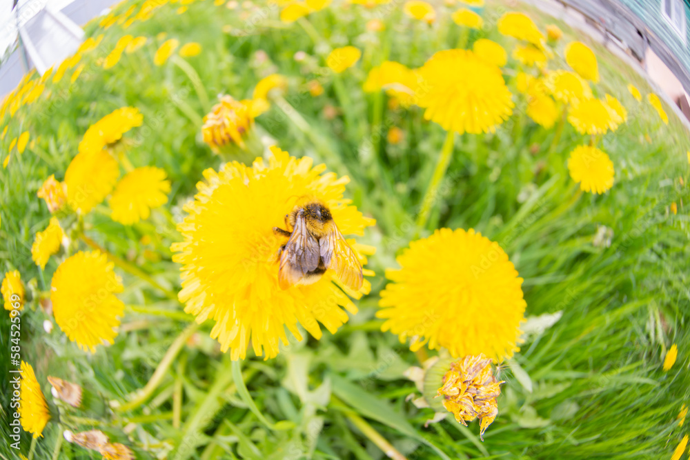 Beautiful yellow dandelions bloomed in summer in a clearing. Beautiful yellow dandelions bloomed in summer in a clearing.