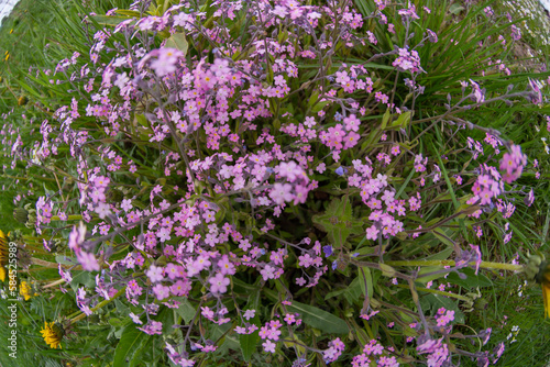 Aubrieta. Beautiful little pink flowers bloomed in the summer in the clearing.