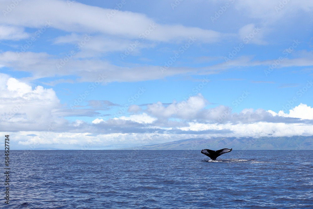 Humpback whale tail breaking the waters off the coast of Hawaii 