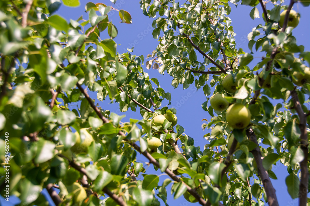 Large ripe varietal pears are ripe on the garden plot. Fruit. 