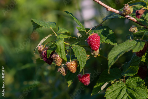 Berries. Fresh delicious delicious healthy fragrant varietal raspberries. Healthy eating.