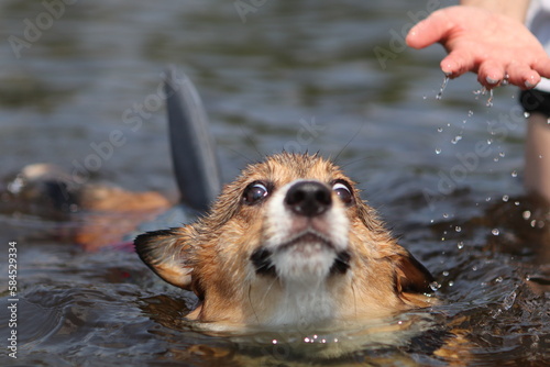 Fototapeta Naklejka Na Ścianę i Meble -  corgi dog playing in the water