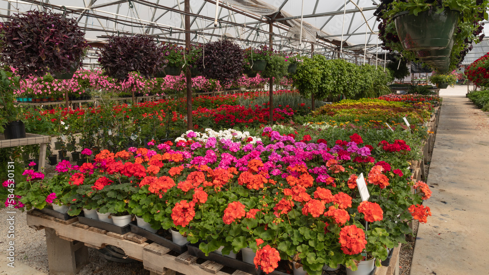 Nursery. Beautiful garden shop ready for business. A row of plants offered for sale.