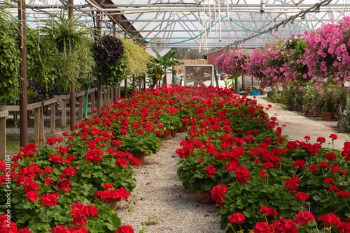 Nursery. Beautiful garden shop ready for business. A row of plants offered for sale.