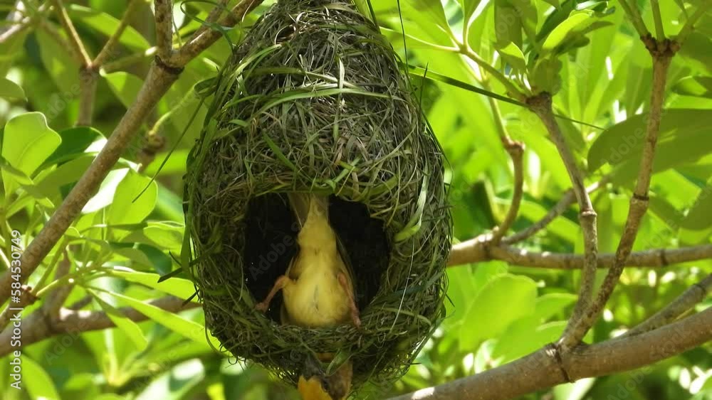 A weaver bird making nest using lush green grass, Bird life concept.