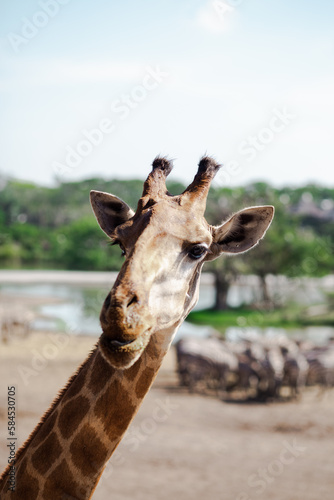 Giraffe in the zoo. Close-up photo of giraffe face.