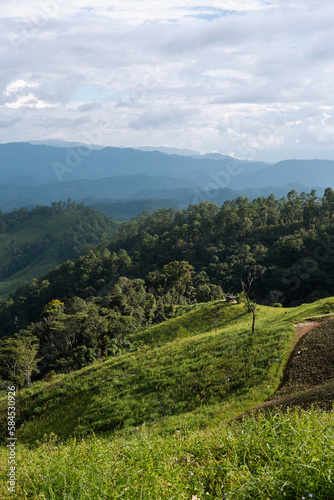 forest in the mountains