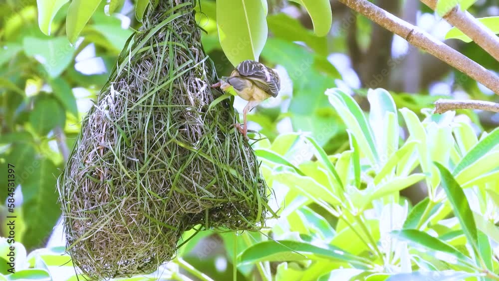Close up, Weaver bird building it's nest very neatly, Home of birds.