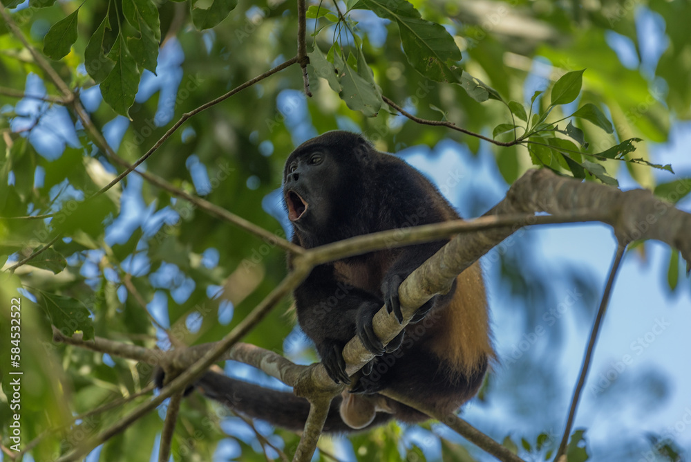 The howler monkey on a branch in the rainforest of Panama The howler monkey on a branch in the rainforest of Panama
