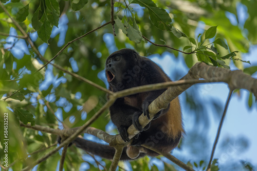 The howler monkey on a branch in the rainforest of Panama