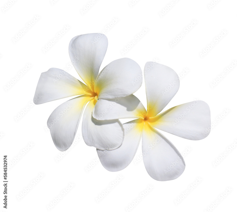 Plumeria or Frangipani or Temple tree flower. Close up yellow-pink plumeria flowers bouquet isolated on transparent background. Top view exotic flower bunch
