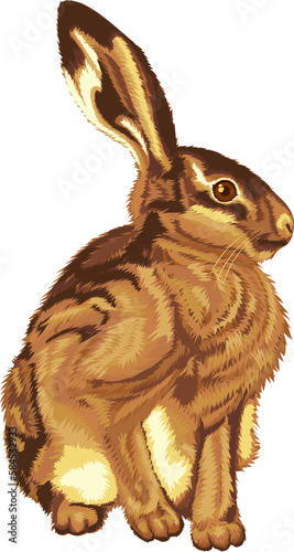 Illustration of sitting little hare. Hare graphic on transparent background. Illustrations of sitting hare. Animal illustrations.