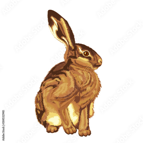 Illustration of sitting little hare. Illustrations of sitting hare. Animal illustrations.