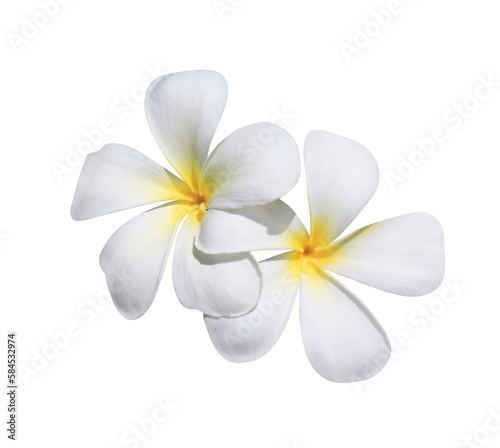 Plumeria or Frangipani or Temple tree flower. Close up yellow-pink plumeria flowers bouquet isolated on transparent background. Top view exotic flower bunch