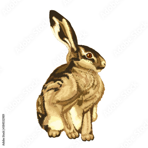 Illustration of sitting little hare. Illustrations of sitting hare. Animal illustrations.