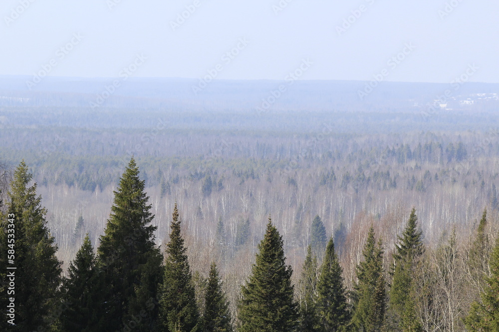 Wooded area of ​​mixed forest on a spring day