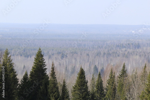 Wooded area of ​​mixed forest on a spring day