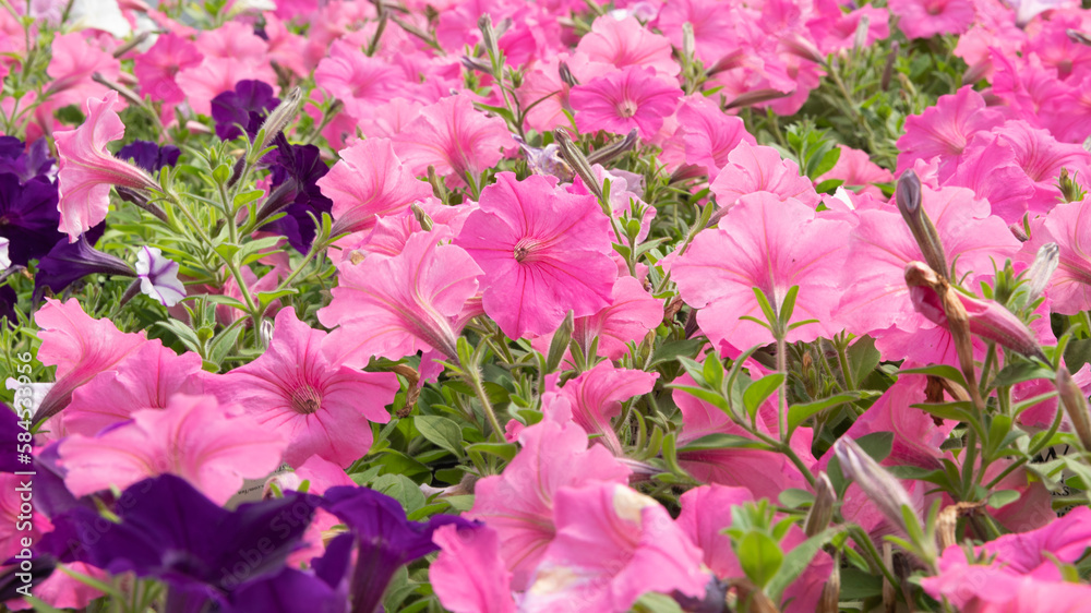 Blossom pink petunia hybrid flowers. Garden petunia on natural background. Blossom pink petunia hybrid flowers. Garden petunia on natural background.