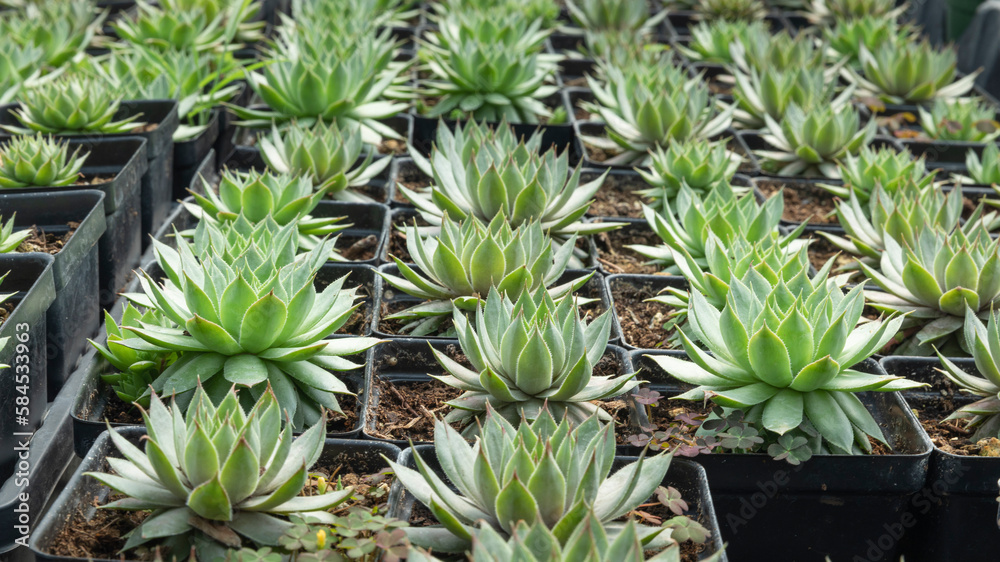 Beautiful Sempervivum globiferum in pots. Shop garden business. Nursery. Beautiful Sempervivum globiferum in pots. Shop garden business. Nursery.
