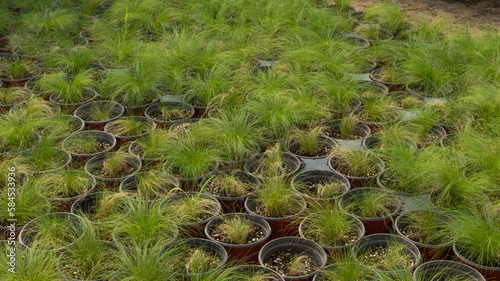 Green Carex pensylvanica (Pennsylvania sedge). Shop garden, Nursery. photo