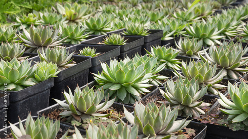 Beautiful Sempervivum globiferum in pots. Shop garden business. Nursery. photo
