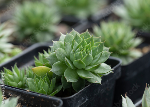 Beautiful Sempervivum globiferum in pots. Shop garden business. Nursery. photo