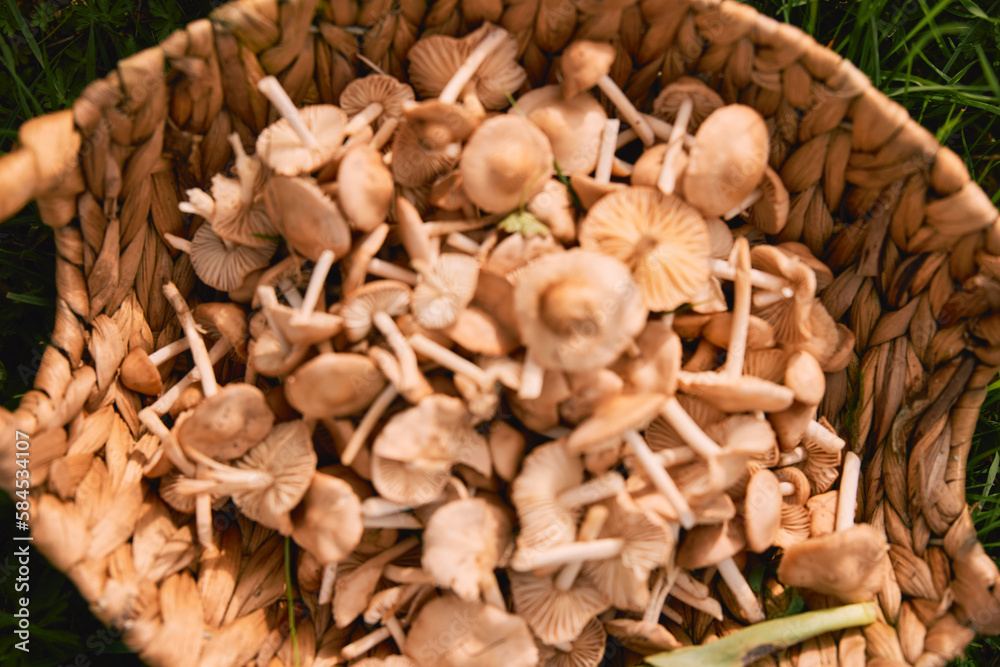 a basket with mushrooms stands on the grass