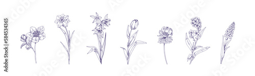 Vintage engraved flowers set. Botanical drawings, field floral plants. Etched contoured outlined wild blooms in antique style. Hand-drawn graphic vector illustrations isolated on white background