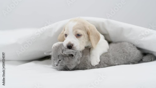 Playful Beagle puppy hugs tiny kitten. Pets lying together under warm white blanket on a bed at home