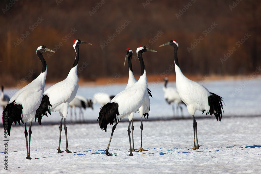 Obraz premium 鶴の集い（阿寒丹頂観察センター・阿寒町）