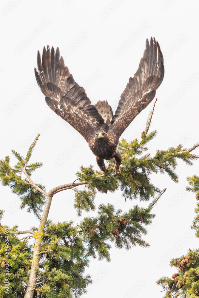 Obraz premium Golden Eagle bird