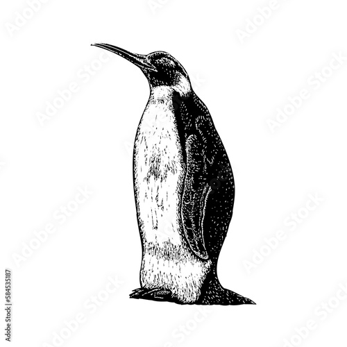 Icadyptes hand drawing vector isolated on background.