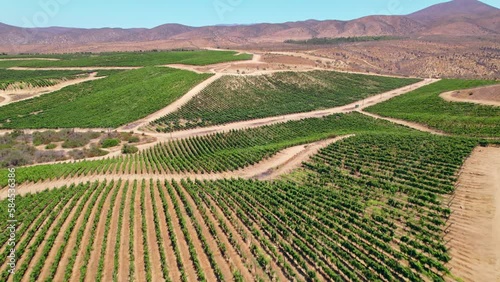 Aerial dolly overhead ripe vineyards within the Fray Jorge, Limari Valley, Chile photo