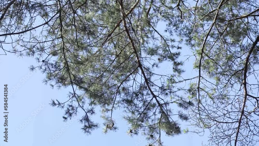 Underneath shot of tree pine branches. Underneath shot of tree pine branches.