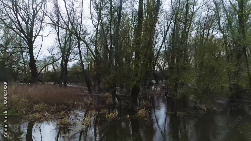 Natural swamp like with trees in water. Natural swamp like with trees in water.