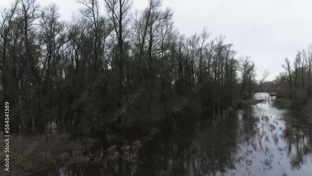 Drone shot of trees and reeds in swamp like water. Drone shot of trees and reeds in swamp like water.
