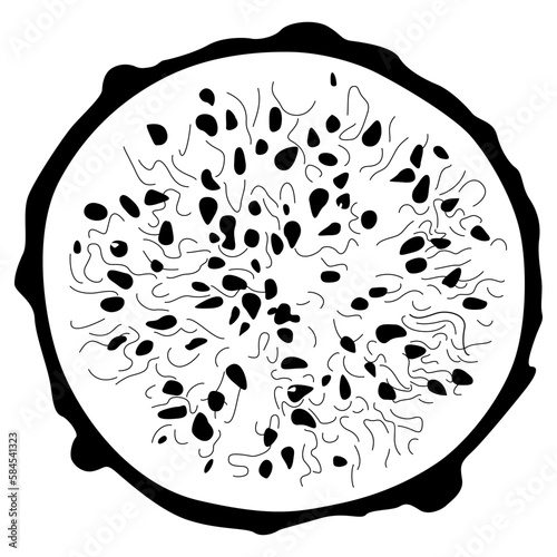 Round slice of cut Yellow Dragon Fruit or Pitaya. Pitahaya cactus. Selenicereus megalanthus. Black and white silhouette.