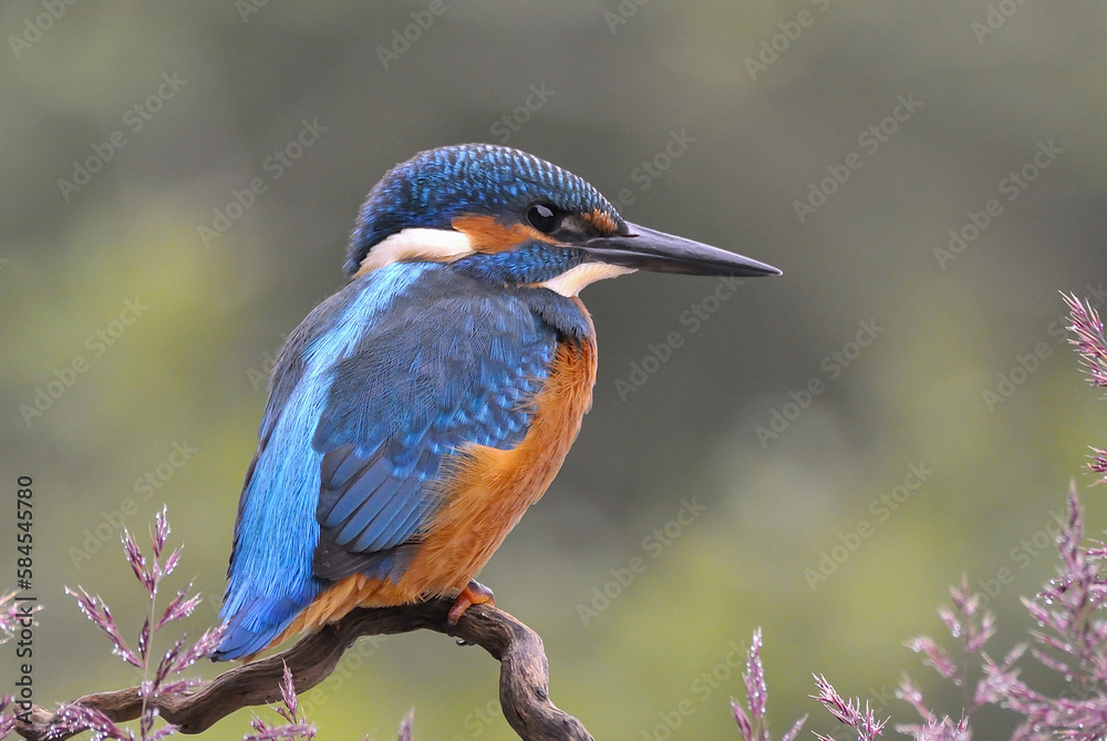 Fototapeta premium The common kingfisher (Alcedo atthis) on the banks of the River Belá in northern Slovakia