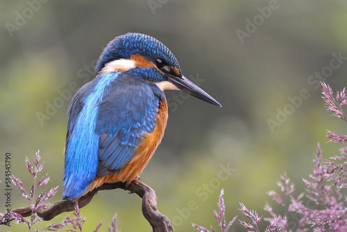The common kingfisher (Alcedo atthis) on the banks of the River Belá in northern Slovakia photo