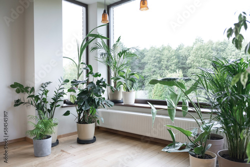 Home gardening. Cozy tropical home garden. Modern interior with indoor plants, monstera, palm trees. Urban jungle apartment. Biophilia design. Gardening, hobby concept