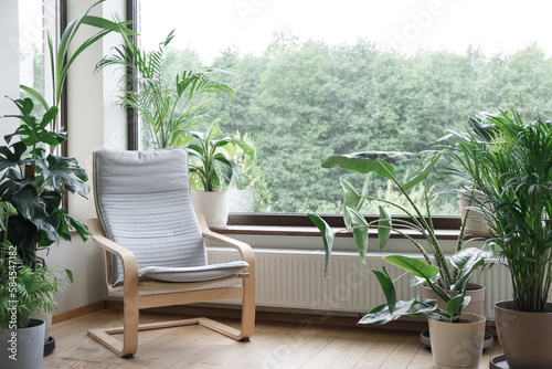 Grey armchair near big panoramic window, indoor plants, monstera, palm trees. Urban jungle apartment. Biophilia design. Cozy tropical home garden. Eco friendly decor of living room. © jchizhe