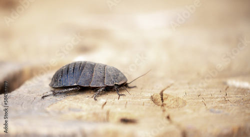 Turkmen cockroach - turtle. A striped cockroach that sits and crawls on the bark of a tree. Princisia vanwaerebeki, Princisia vanwaerebeki. Insects of the fauna of the animal world.