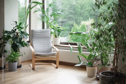 Urban jungle apartment. Grey armchair near big panoramic window, indoor plants, monstera, palm trees. Biophilia design. Cozy tropical home garden. Eco friendly decor of living room.