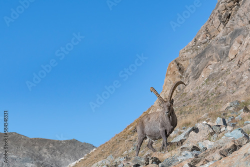 Alpine Ibex male in the summer season  Capra ibex 